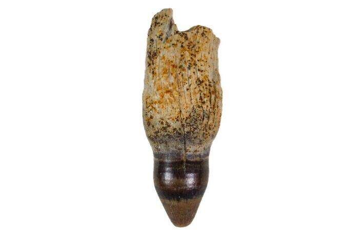 Fossil Rooted Crocodile Tooth - South Dakota #115740